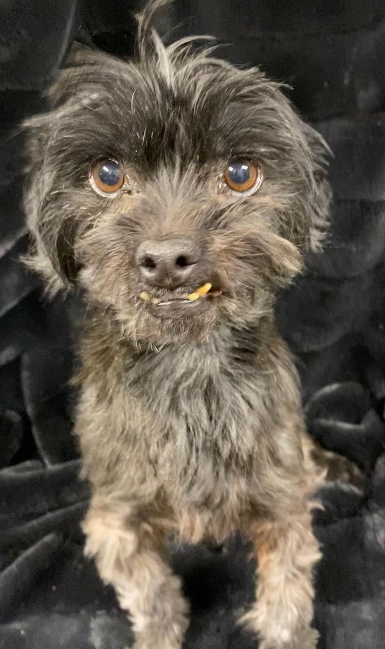 Enlarge Toto, a ADOPTABLE mixed breed in Polson, MT image 3/4