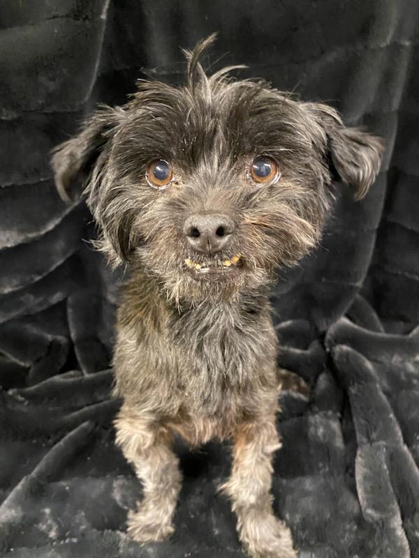 Enlarge Toto, a ADOPTABLE mixed breed in Polson, MT image 4/4