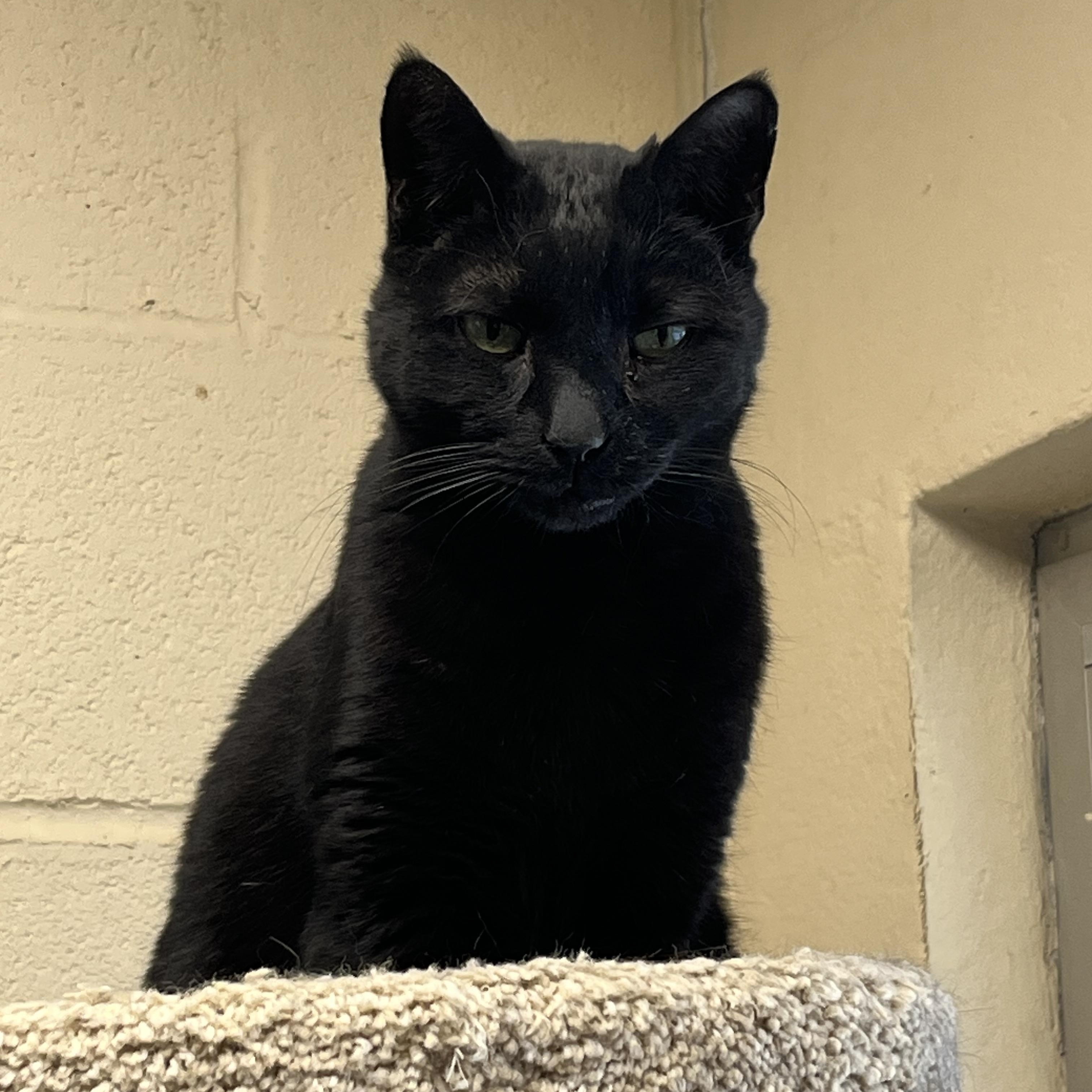 Loki, a ADOPTABLE Domestic Short Hair in Mendham, NJ image 1/2