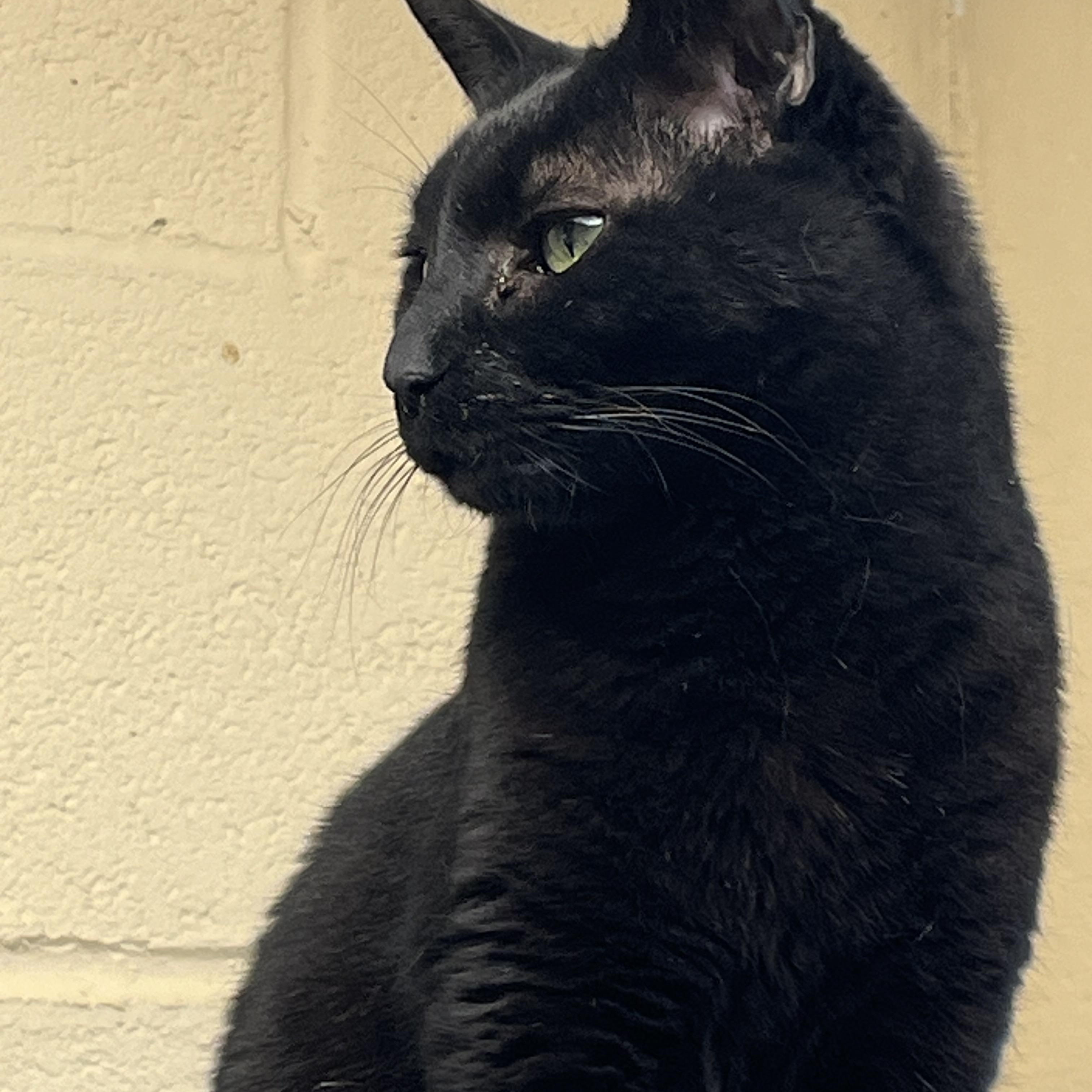 Loki, a ADOPTABLE Domestic Short Hair in Mendham, NJ image 2/2