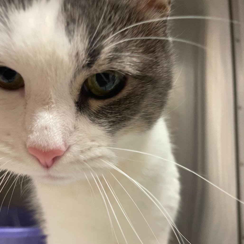 Enlarge Leia, a Adoptable Domestic Short Hair in Philadelphia, PA image 1/5