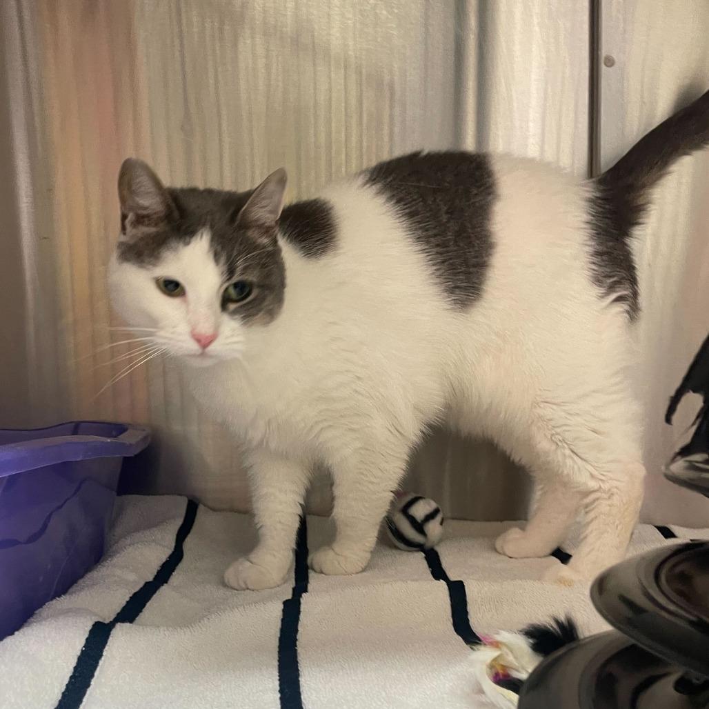 Enlarge Leia, a Adoptable Domestic Short Hair in Philadelphia, PA image 2/5