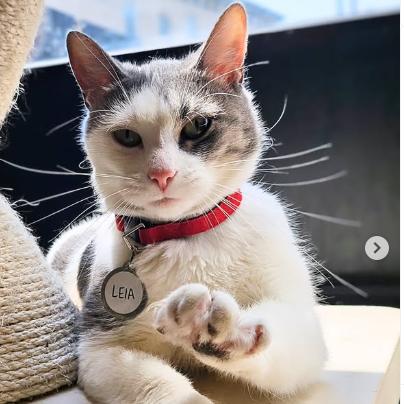 Enlarge Leia, a Adoptable Domestic Short Hair in Philadelphia, PA image 1/2