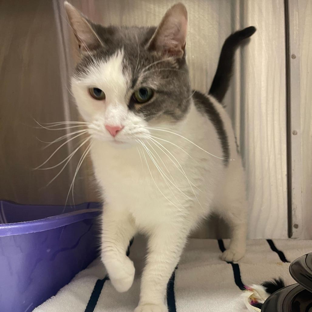 Enlarge Leia, a Adoptable Domestic Short Hair in Philadelphia, PA image 5/5