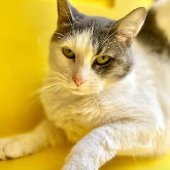 Leia, a Adoptable Domestic Short Hair in Philadelphia, PA image 2/2