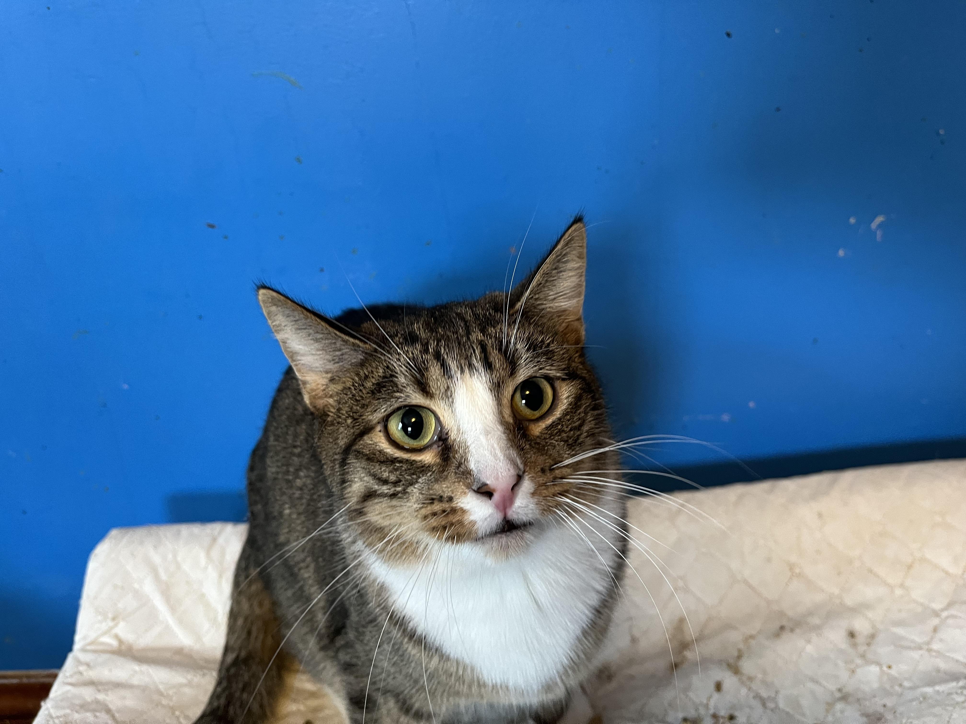 Tic, a Adoptable Domestic Short Hair in Olean , NY image 1/2