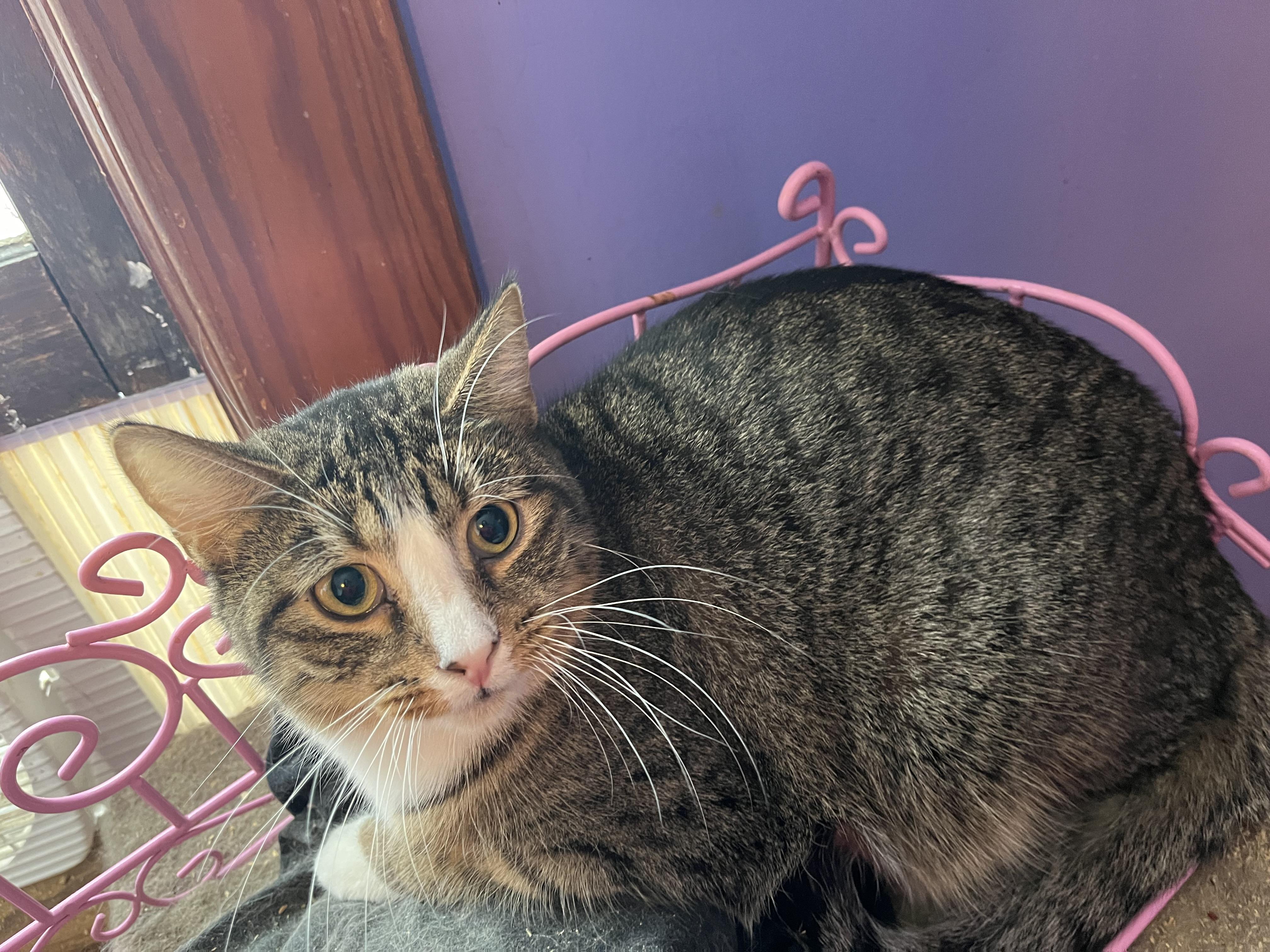 Tic, a Adoptable Domestic Short Hair in Olean , NY image 2/2