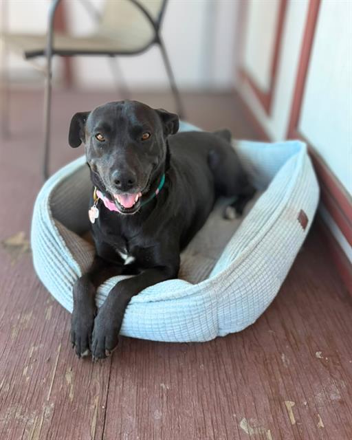 SWEETIE, Adoptable, Adult Female Labrador Retriever & Mixed Breed.
