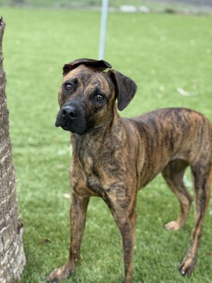 Winter - 3, Adoptable, Young Female Mixed Breed & Mixed Breed.