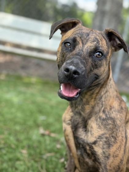 Enlarge Winter - 3, a Adoptable mixed breed in Daytona Beach, FL image 2/2
