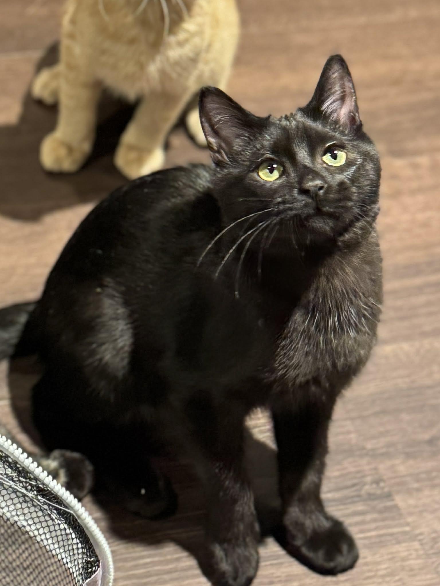 Eduardo, an adopted Domestic Short Hair in Stoughton, WI image 1/5