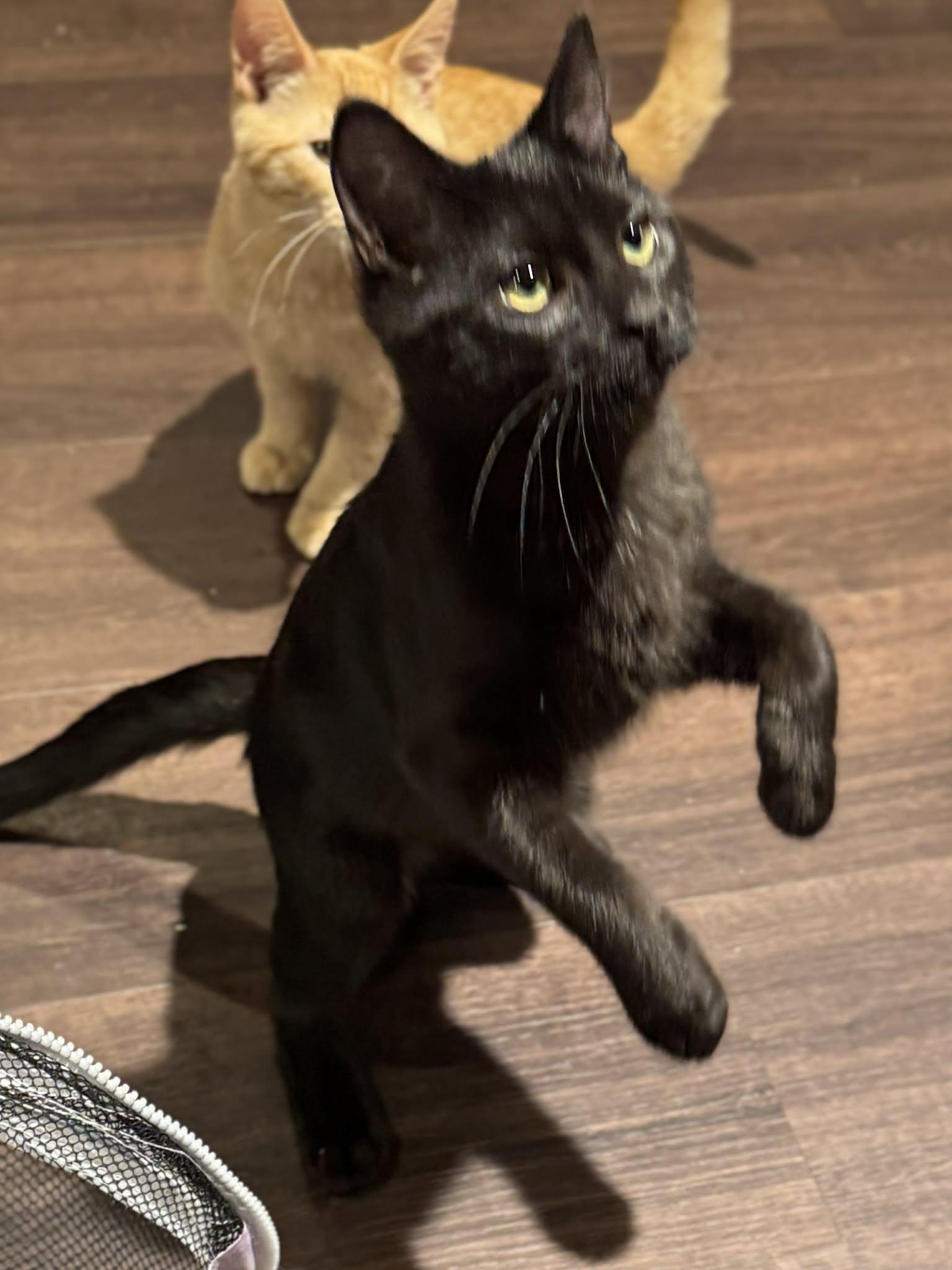 Eduardo, an adopted Domestic Short Hair in Stoughton, WI image 3/5