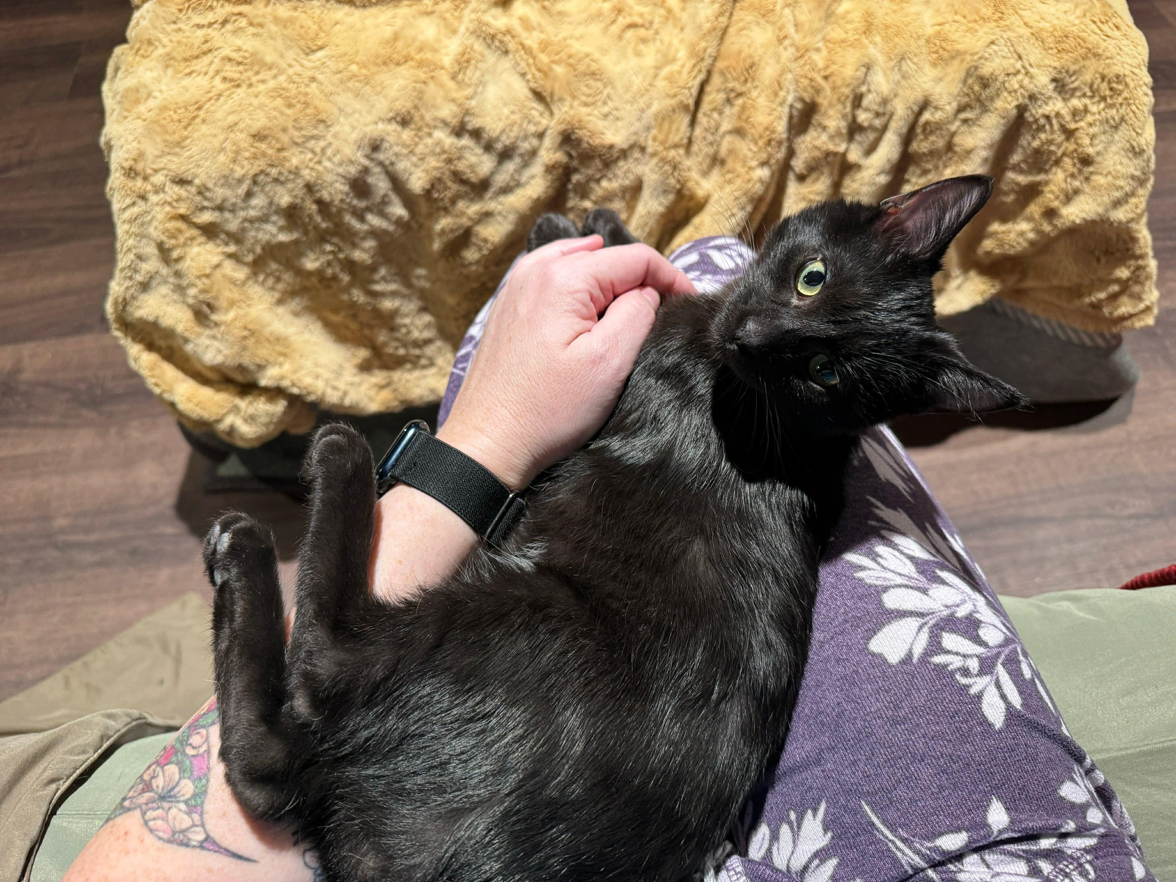 Eduardo, an adopted Domestic Short Hair in Stoughton, WI image 2/5