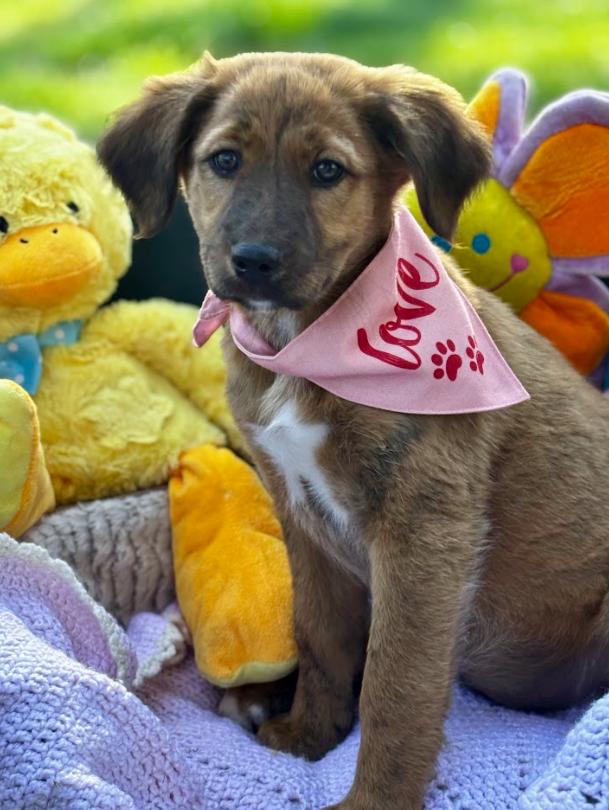 Enlarge Amber, a ADOPTABLE Mixed Breed in Joppa, AL image 1/1