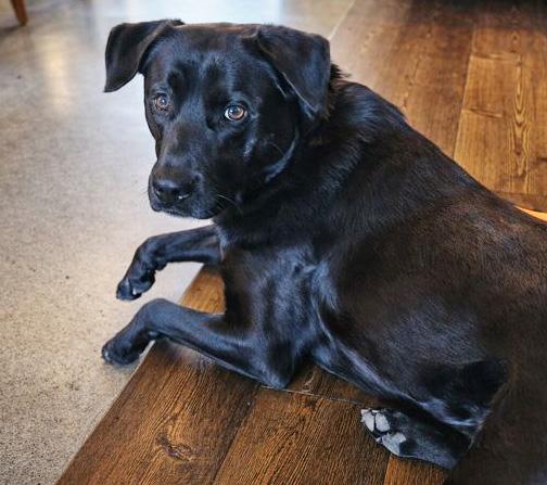 Enlarge Jette, an adopted mixed breed in Silvana, WA image 2/6