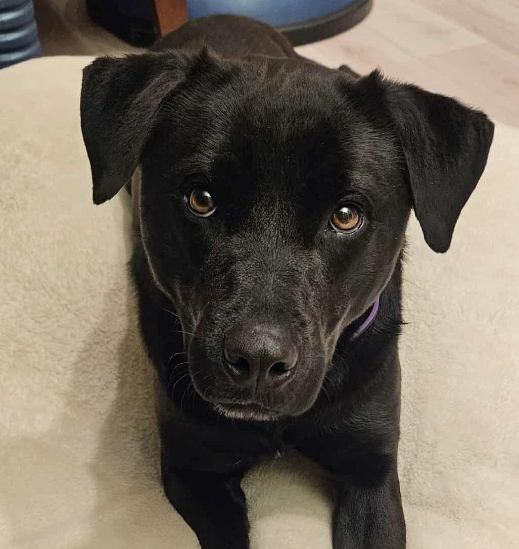 Enlarge Jette, an adoptable mixed breed in Silvana, WA image 1/5