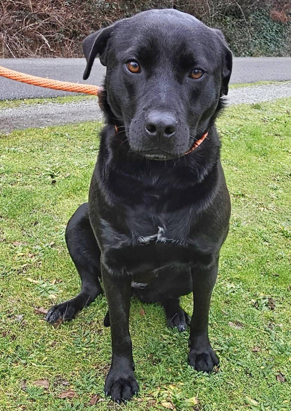 Enlarge Jette, an adoptable mixed breed in Silvana, WA image 4/5
