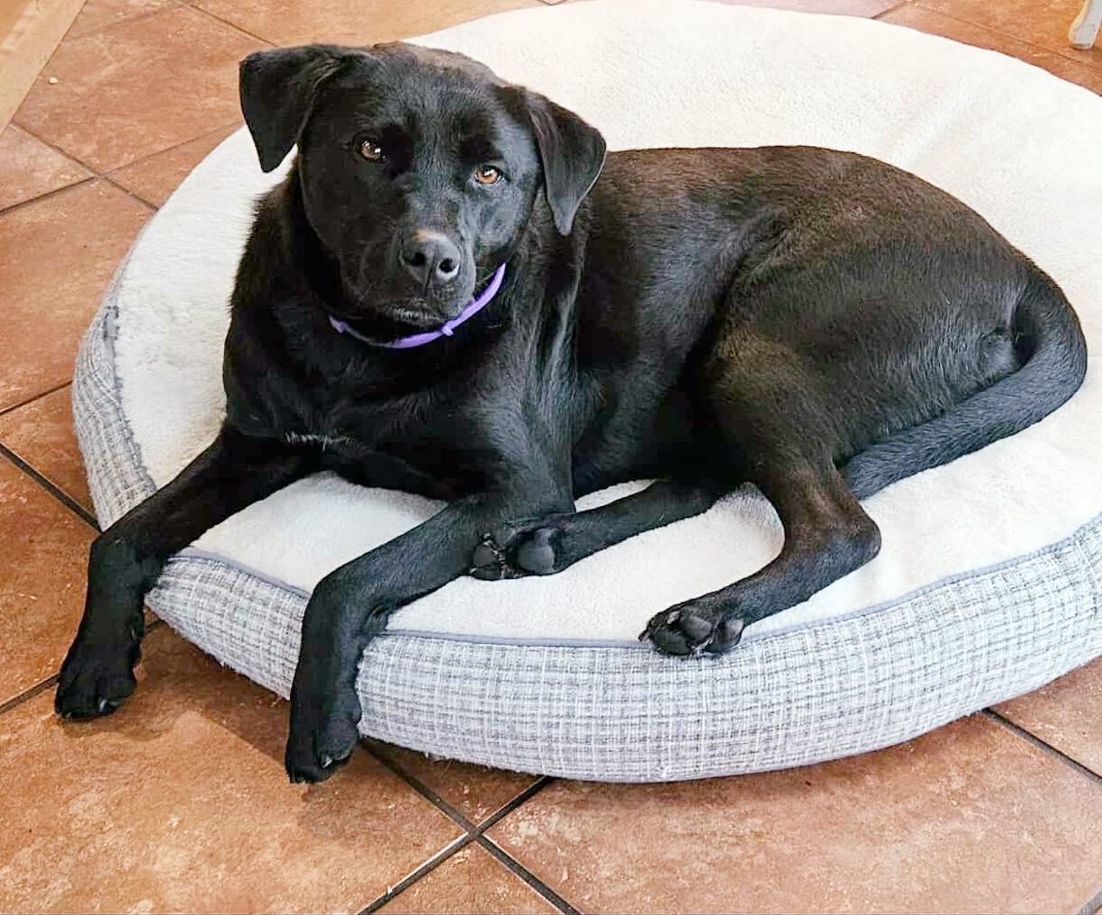 Enlarge Jette, an adoptable mixed breed in Silvana, WA image 2/5