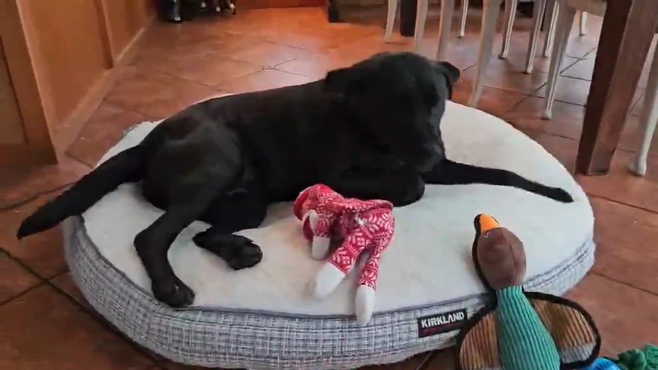 Enlarge Jette, an adoptable mixed breed in Silvana, WA video 3/5