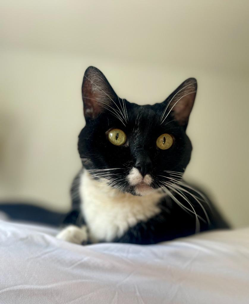 Bo, Adoptable, Senior Male Domestic Short Hair.