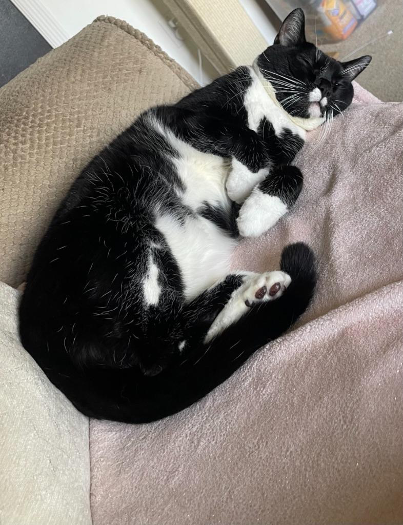 Bo, Adoptable, Senior Male Domestic Short Hair.