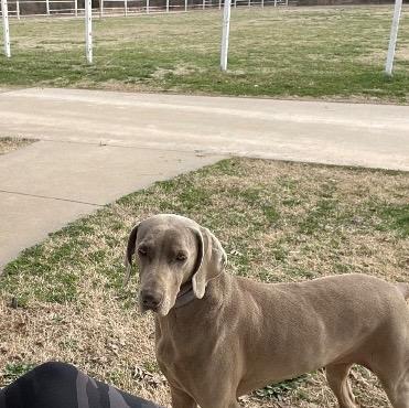 Elle, Adoptable, Adult Female Weimaraner.