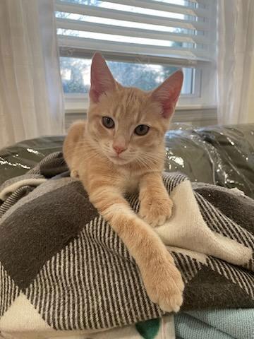 Ramen, Adopted, Kitten Male Domestic Short Hair.