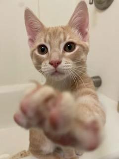 Enlarge Ramen, a Adopted Domestic Short Hair in Trenton, NJ image 2/3