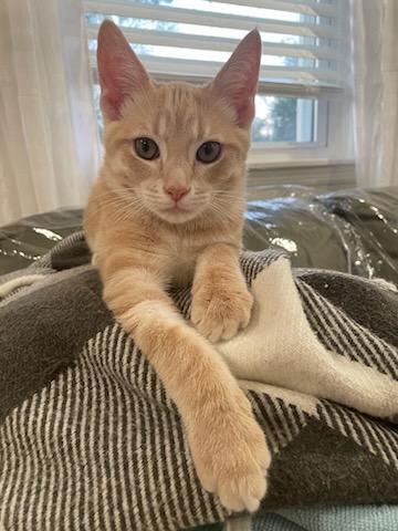 Enlarge Ramen, a Adopted Domestic Short Hair in Trenton, NJ image 3/3