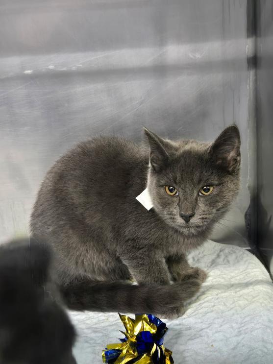Owen, Adopted, Young Male Domestic Short Hair.