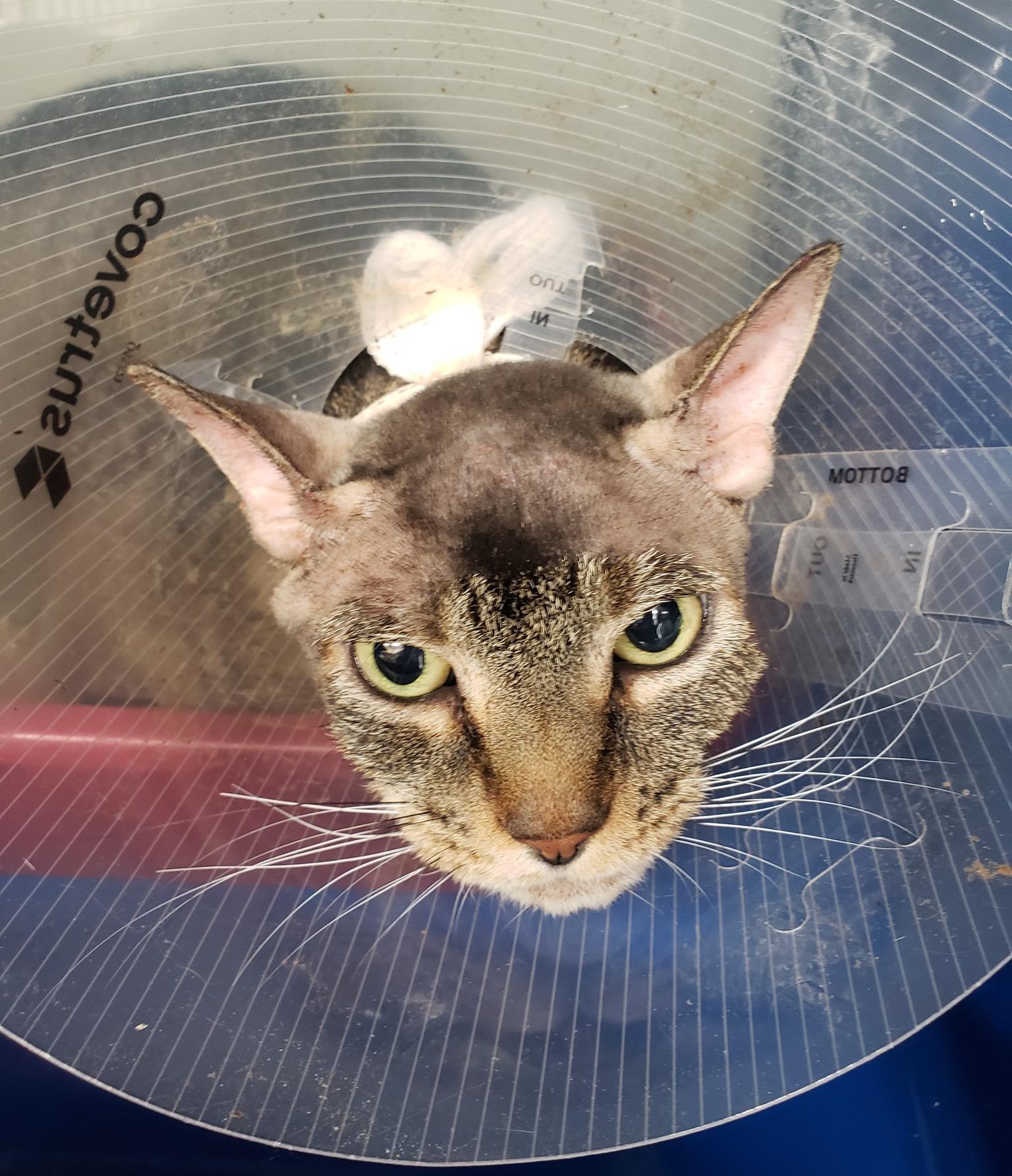 Paws(No Cone) & River(Cone), an adoptable Domestic Short Hair in Cherryfield, ME, 04622 | Photo Image 2