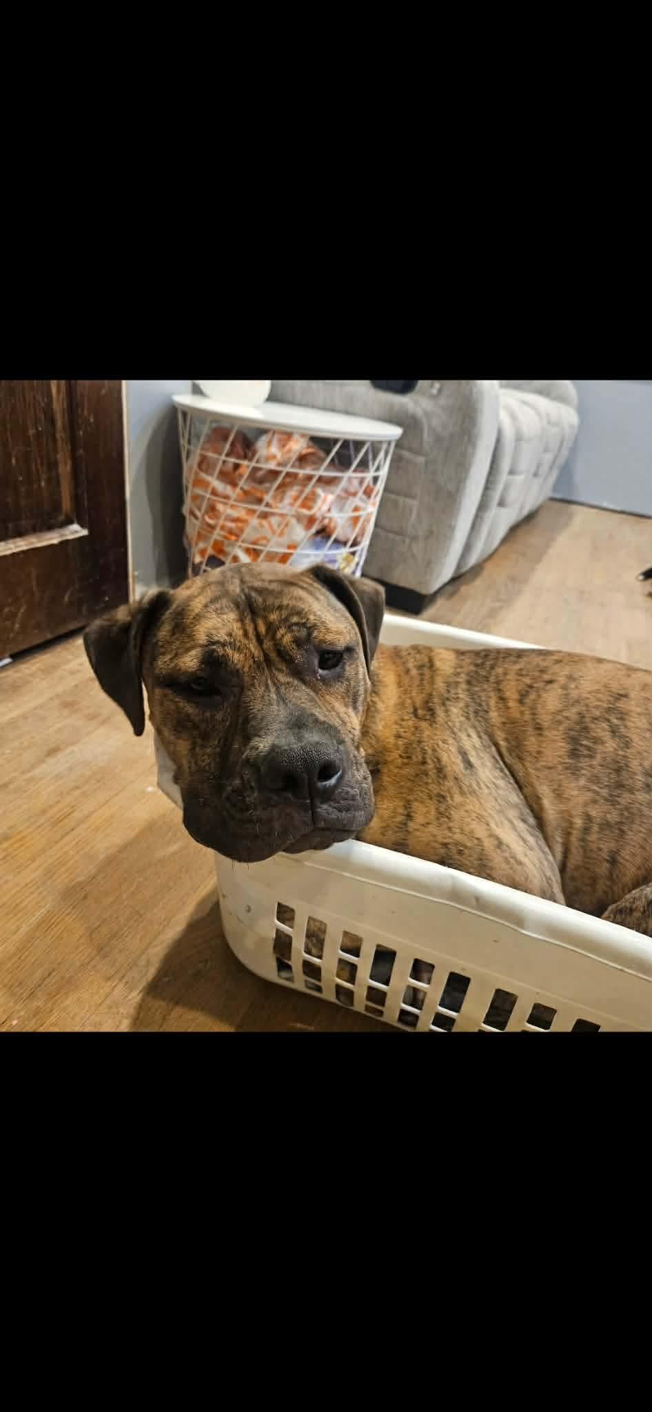 CREEPER (TRINKET), an adoptable mixed breed in Cincinnati, OH image 5/6