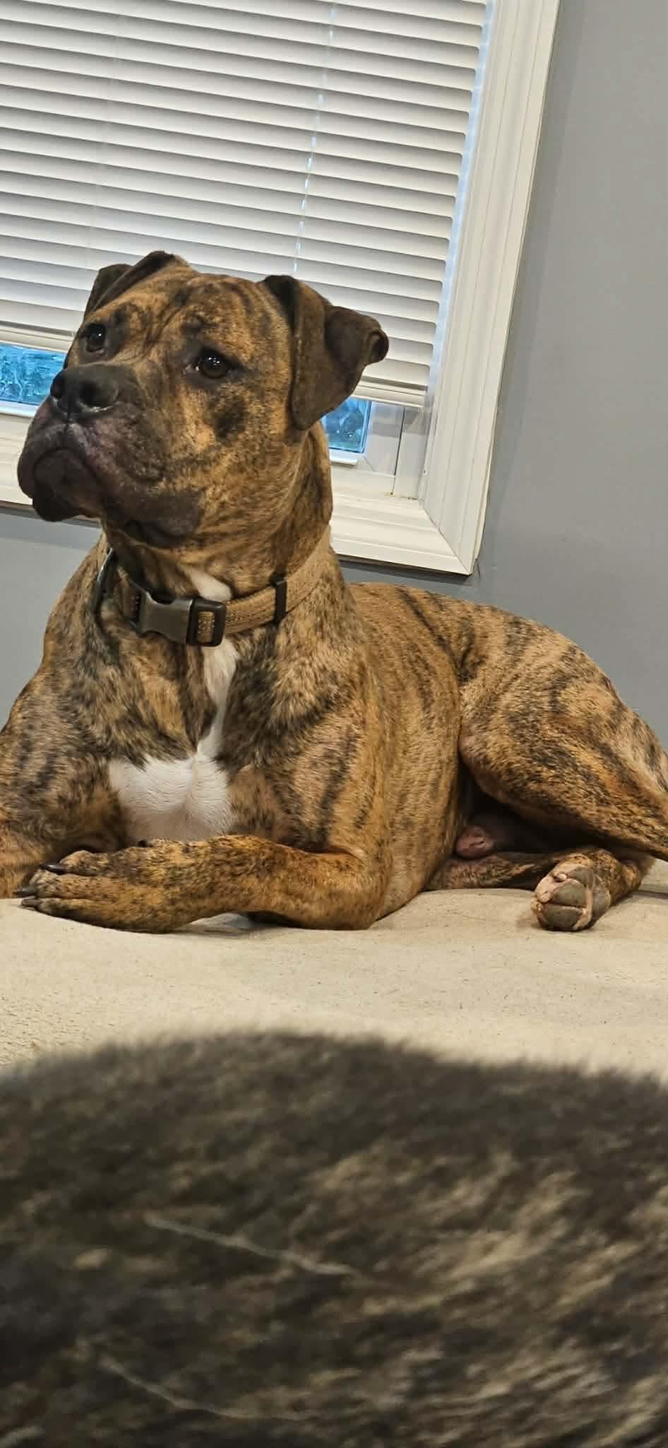 CREEPER (TRINKET), an adoptable mixed breed in Cincinnati, OH image 2/6