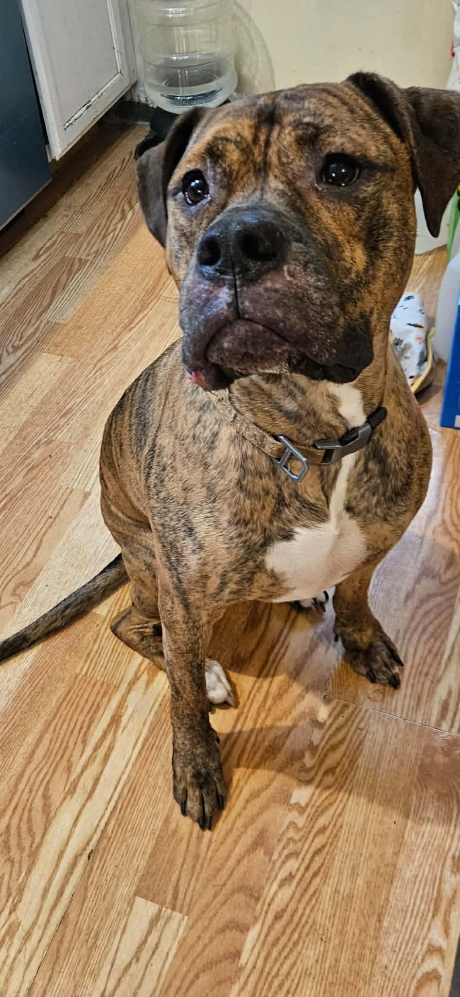 CREEPER (TRINKET), an adoptable mixed breed in Cincinnati, OH image 6/6