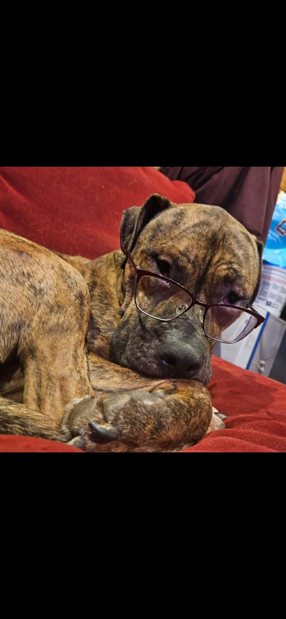 CREEPER (TRINKET), an adoptable mixed breed in Cincinnati, OH image 3/6