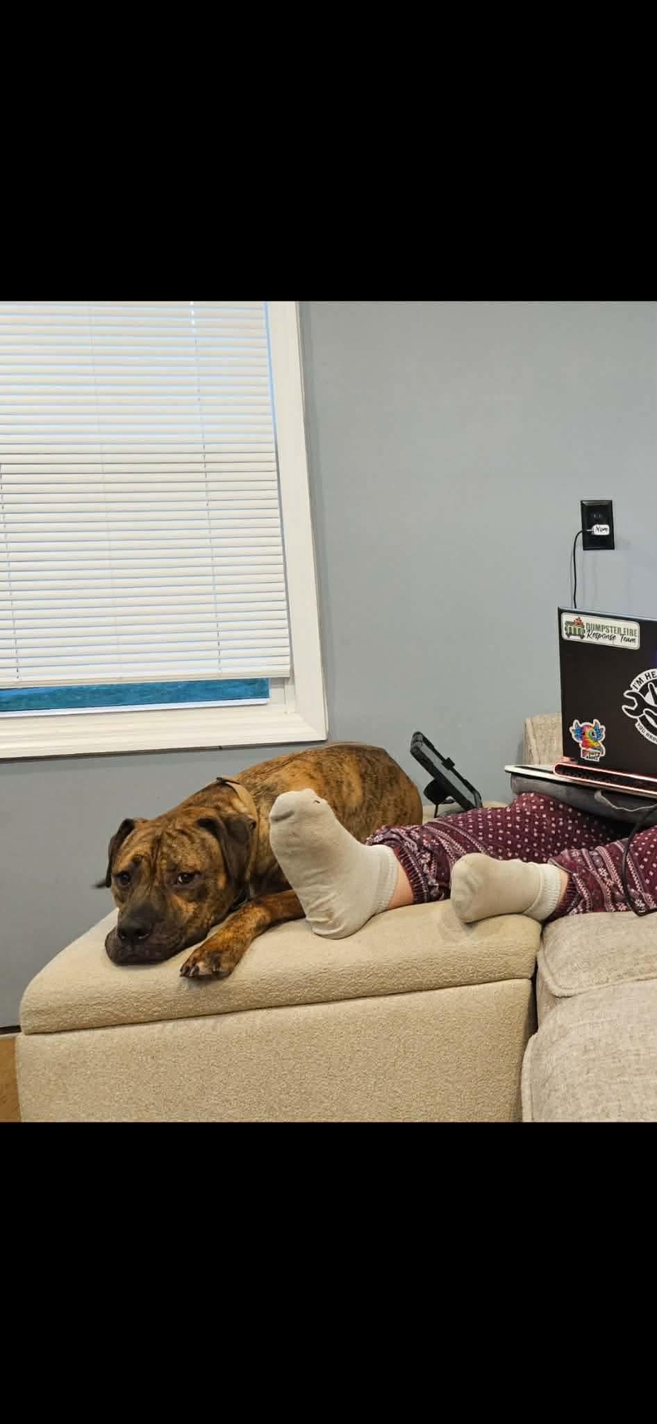 CREEPER (TRINKET), an adoptable mixed breed in Cincinnati, OH image 4/6