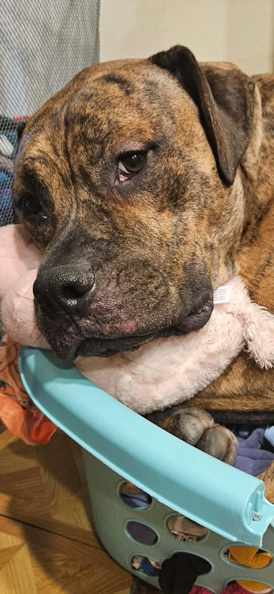 CREEPER (TRINKET), adoptable, Adult Male Pit Bull Terrier & American Staffordshire Terrier.