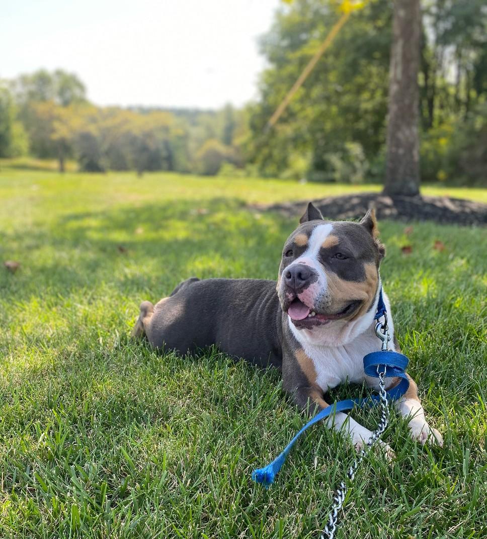 Enlarge Dulce, a Adoptable mixed breed in Breinigsville, PA image 2/5