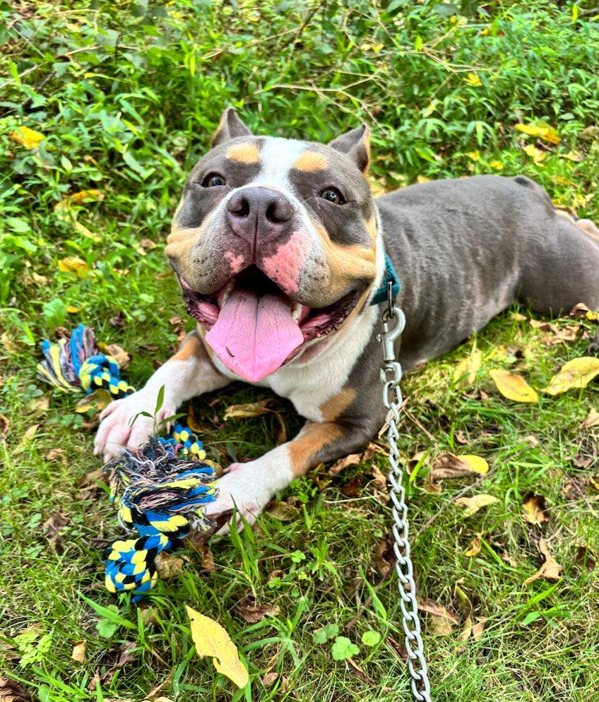 Enlarge Dulce, a Adoptable mixed breed in Breinigsville, PA image 3/5