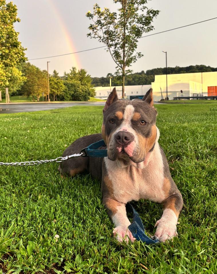 Enlarge Dulce, a Adoptable mixed breed in Breinigsville, PA image 4/5