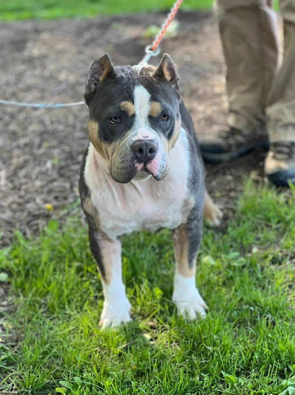 Enlarge Dulce, a Adoptable mixed breed in Breinigsville, PA image 5/5