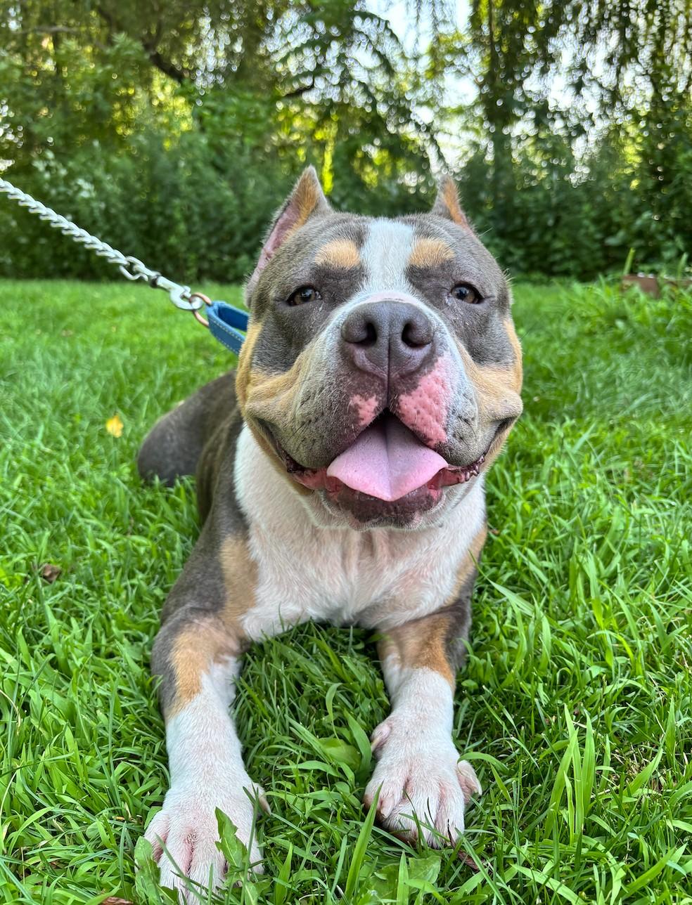 Enlarge Dulce, a Adoptable mixed breed in Breinigsville, PA image 1/5