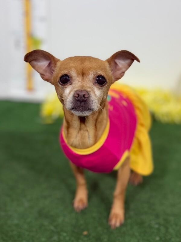 Enlarge Debbie, a Adoptable mixed breed in Mountain View, CA image 1/1