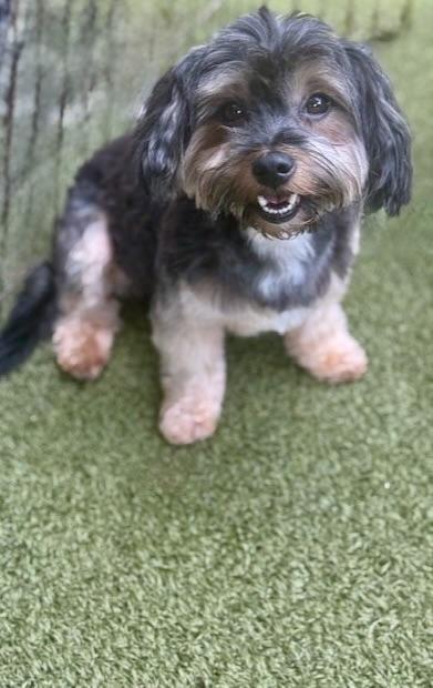 Bojangles, Adopted, Adult Male Yorkshire Terrier.