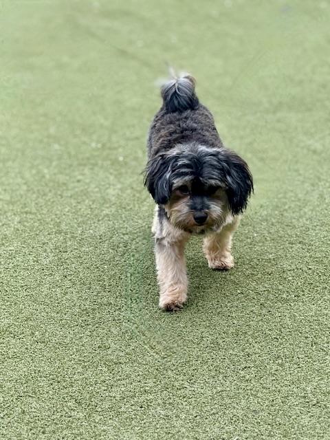 Enlarge Bojangles, a Adopted mixed breed in Norwalk, CT image 2/5