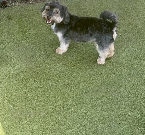 Enlarge Bojangles, a Adopted mixed breed in Norwalk, CT image 3/5