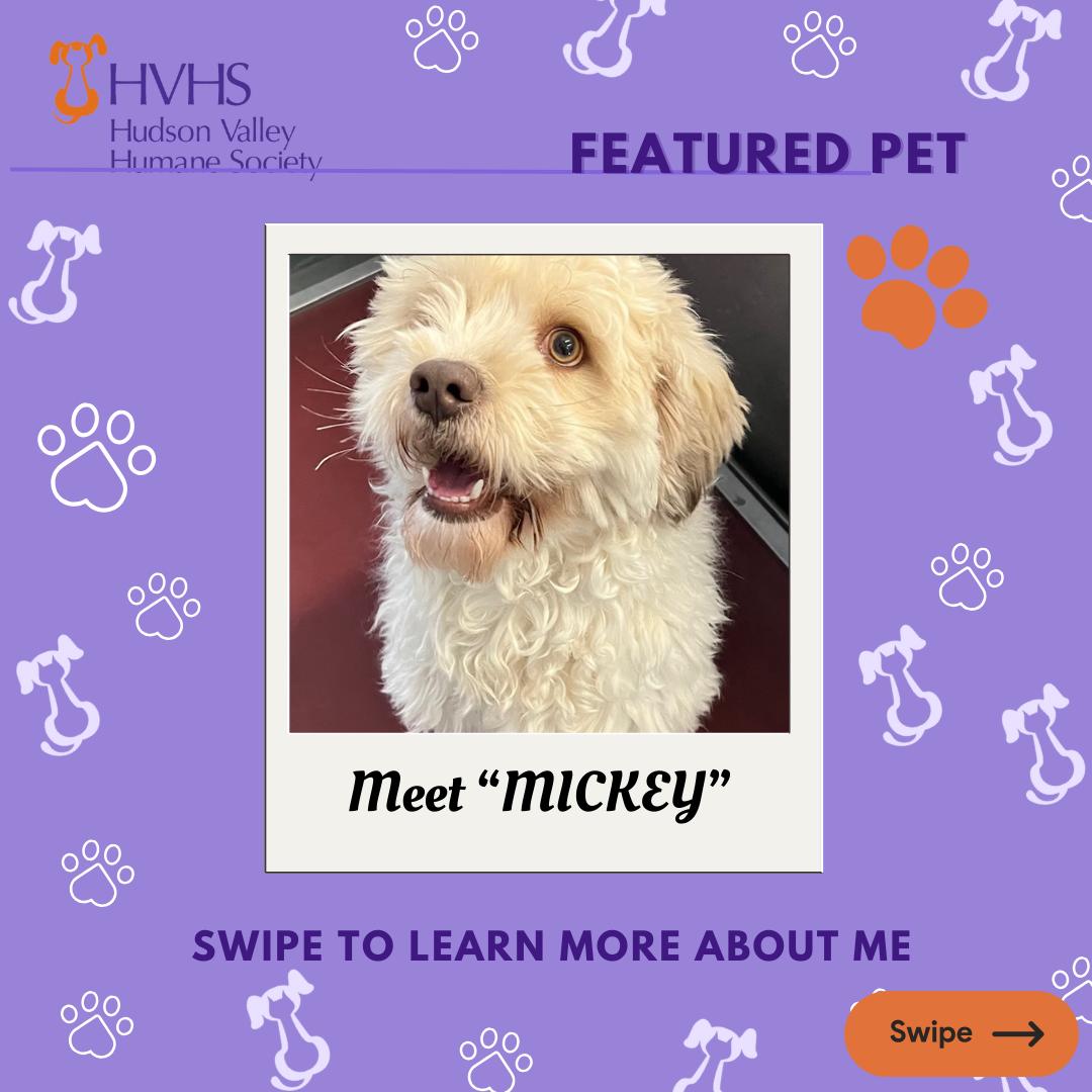 MICKEY, adopted, Adult Male Lhasa Apso & Havanese.