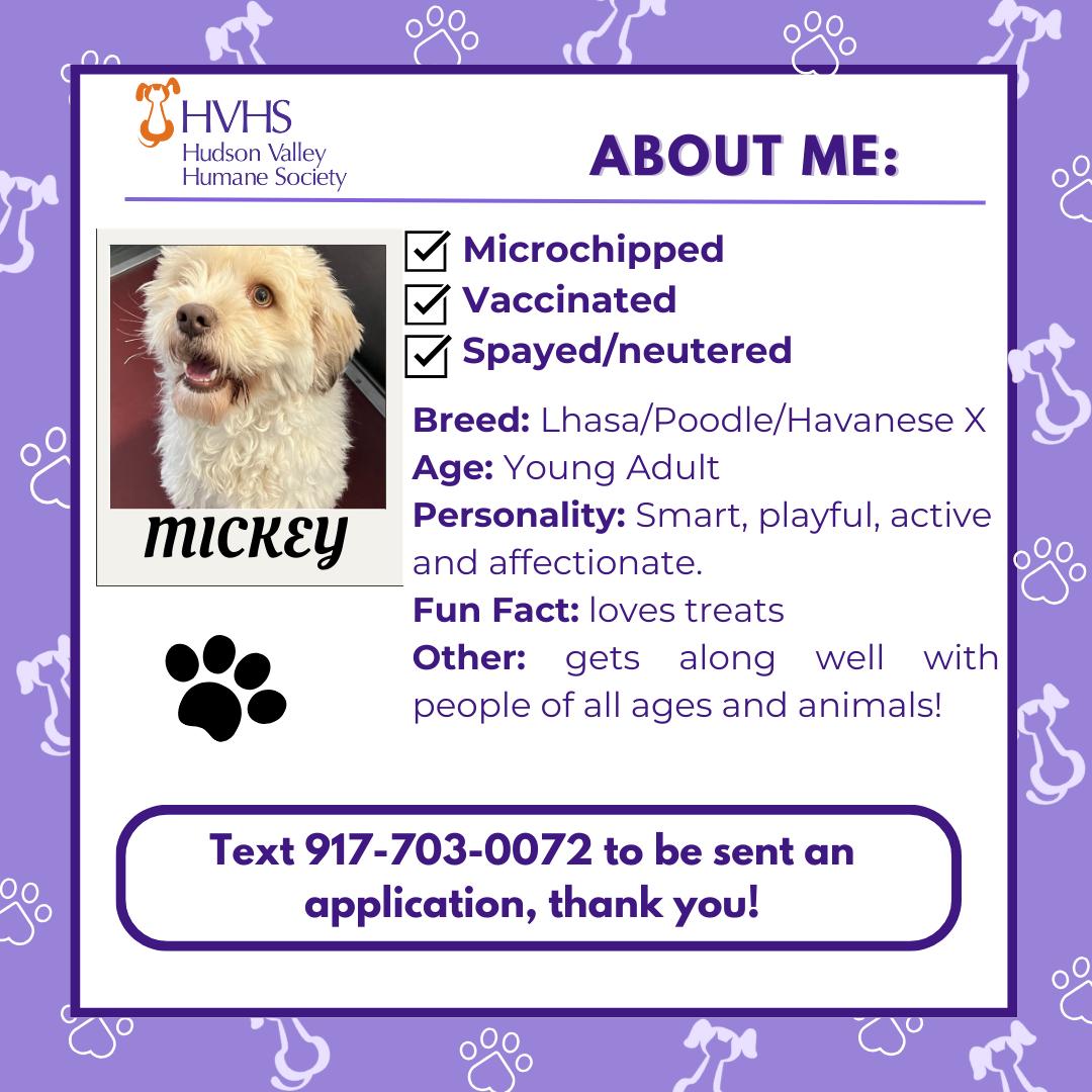 Enlarge MICKEY, an adopted mixed breed in Pomona, NY image 2/2