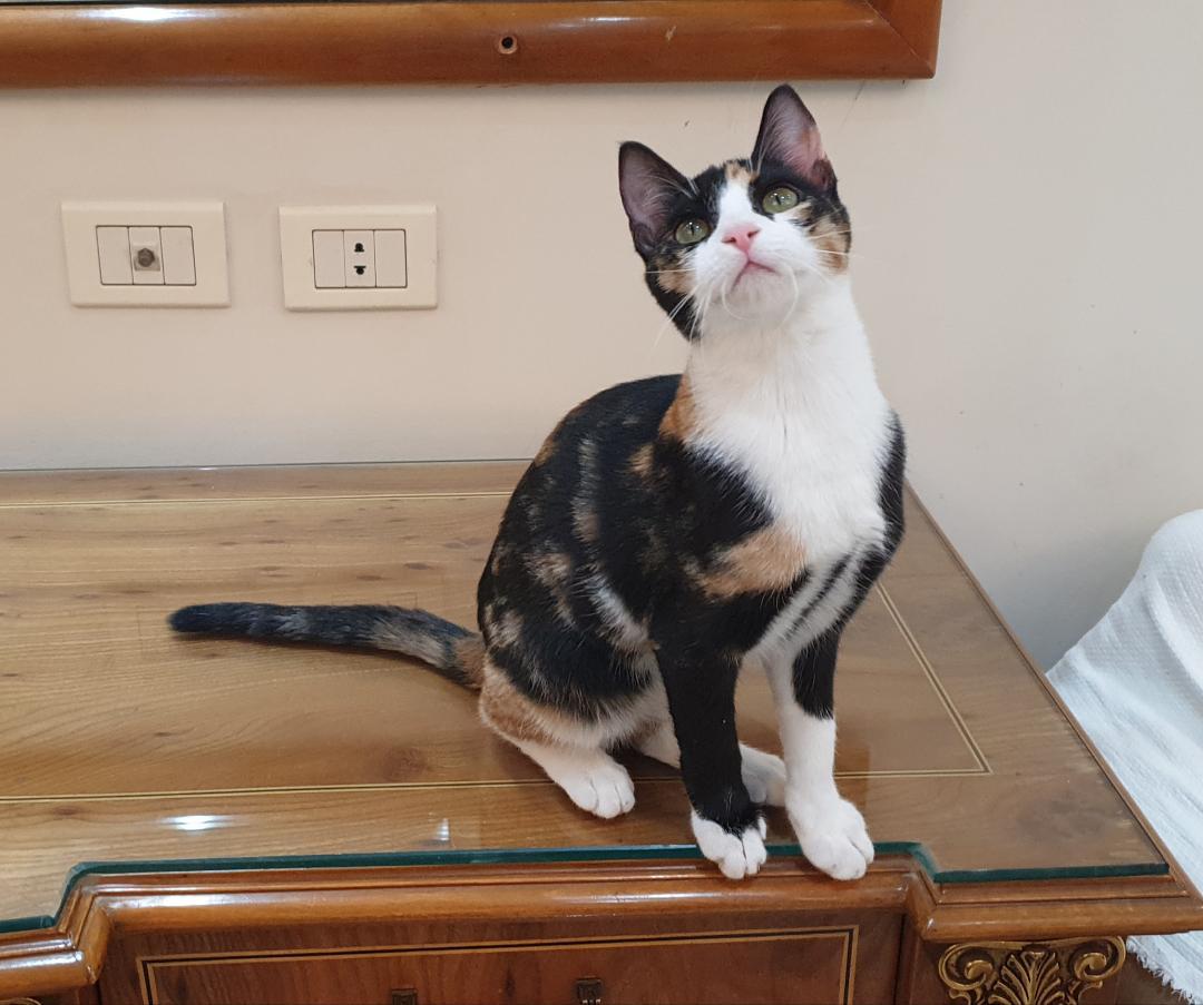 Clementine - Kitten - LOVES her humans!, ADOPTABLE, Kitten Female Domestic Short Hair.