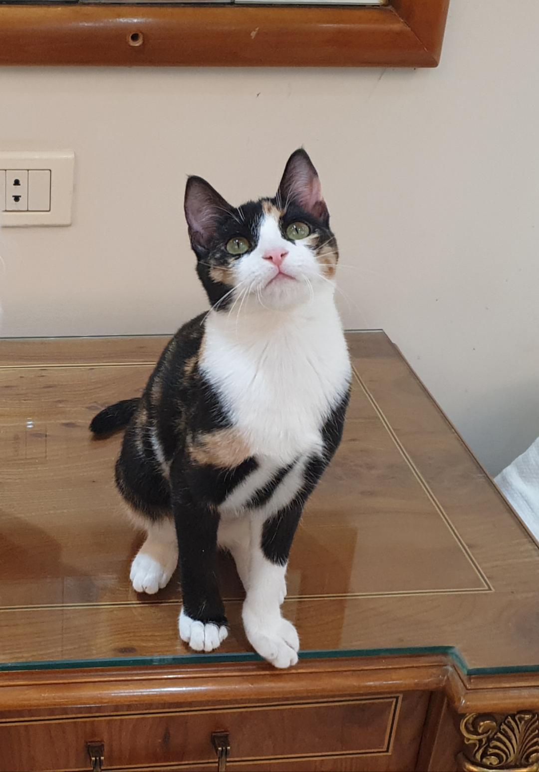 Enlarge Clementine - Kitten - LOVES her humans!, a ADOPTABLE mixed breed in North York, ON image 4/6